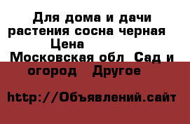  Для дома и дачи-растения сосна черная › Цена ­ 2 500 - Московская обл. Сад и огород » Другое   